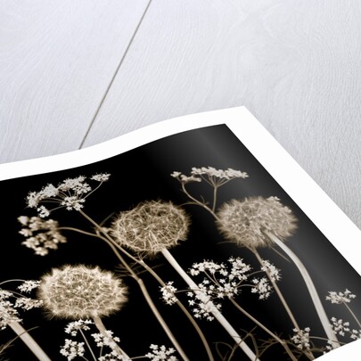 Meadow flowers by Assaf Frank